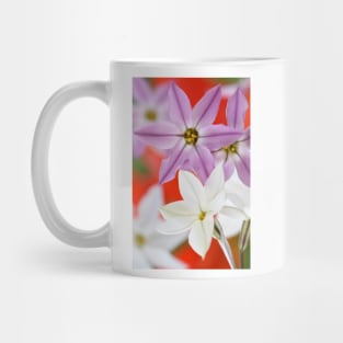 Ipheion  Two colours  Spring starflower Mug